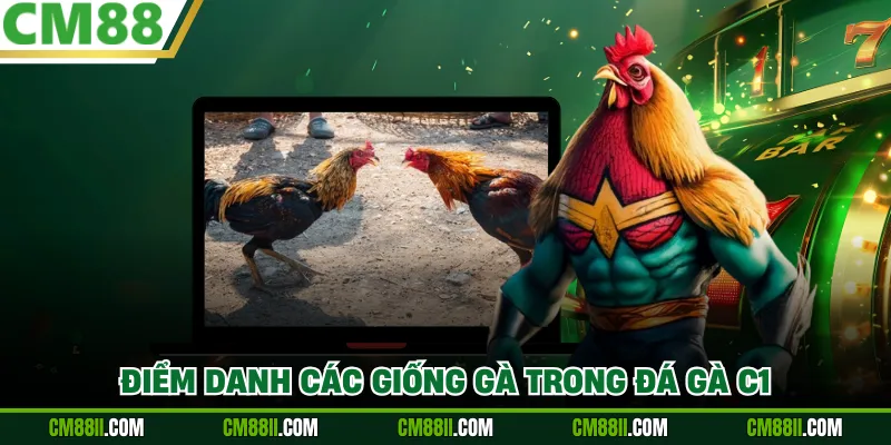 Điểm danh các giống gà trong đá gà C1